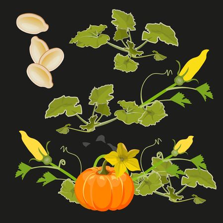Pumpkin set vector - plant, stem, leaves, flowers, seeds. Vector illustration isolated on black backgroundのイラスト素材