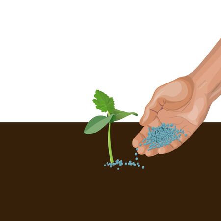 Hand giving mineral fertilizer to young plant. Vector illustration isolated on white backgroundのイラスト素材