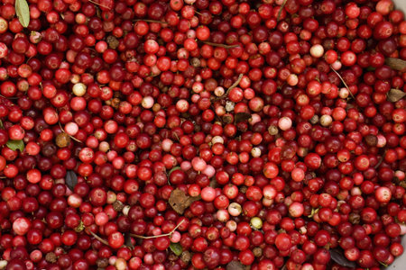 lots of frozen red bilberries for background