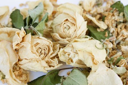 Dried white roses  on white backgroundの写真素材