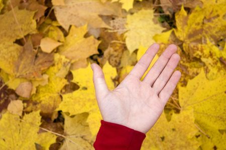 young hand on the autumn backgroundの写真素材