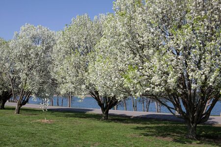 White Flower Trees in Park with Green Grass and Lake in Backgroundの写真素材