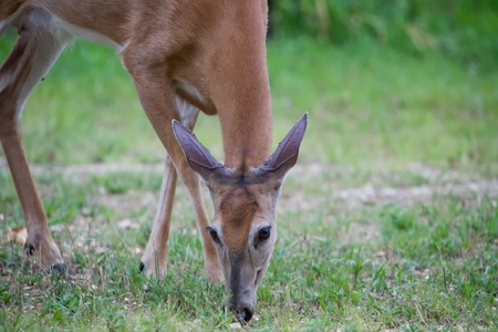 closeup of a young deer grabbing a bite to eatの写真素材
