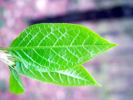 New spring leaf 2