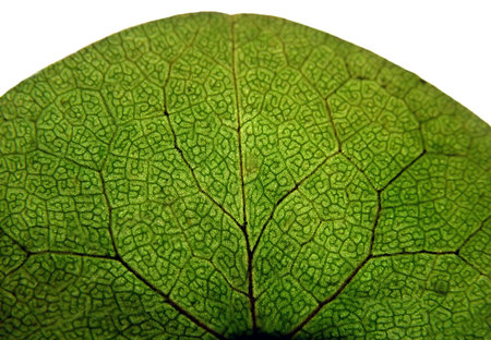 Macro of isolated leaf