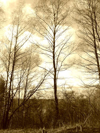 Birch in sky, sepia modeの写真素材