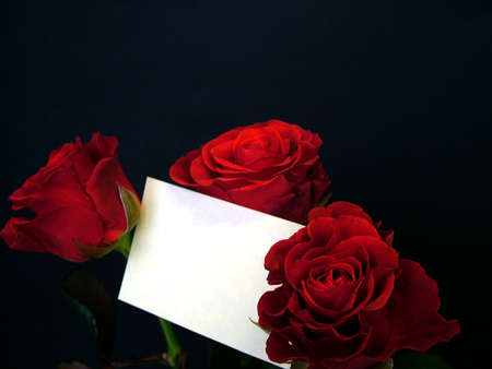 Roses whit empty gift cardの写真素材