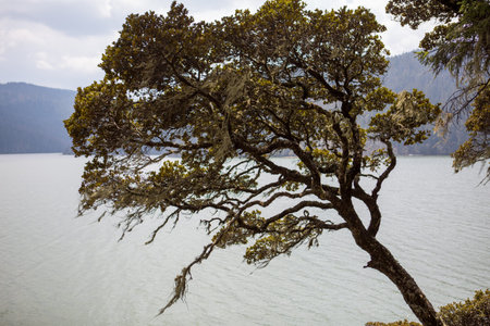 Tree hangs over a lake in Yunnan Province, China
