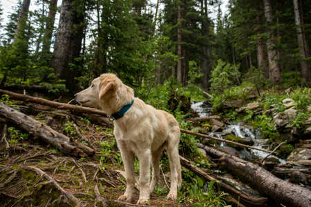 A cute puppy on a hike in the Colorado mountainsの写真素材