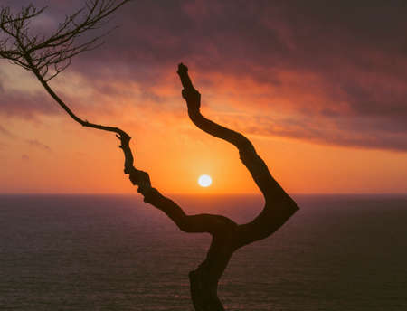 Silhouette of a bare tree and sunset in Californiaの写真素材