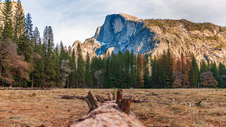 A meadow with a log and Half Dome in Yosemiteの写真素材