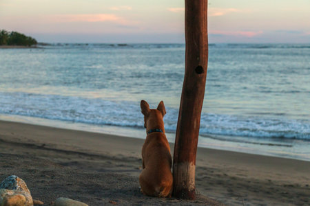 A small dog watches the ocean on a beach in Mexicoの写真素材