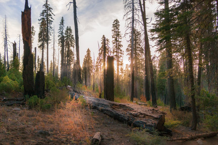 Sunbeams filter through the trees and a fallen log amongst Sequoia redwoods