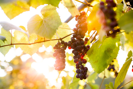 Purple grape clusters on the vine ready for pickingの写真素材