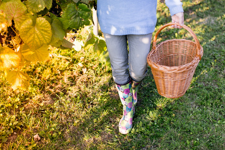 Close up of woman waist down with basket in vineyardの写真素材