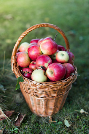 Basket full of shiny apples in gardenの写真素材