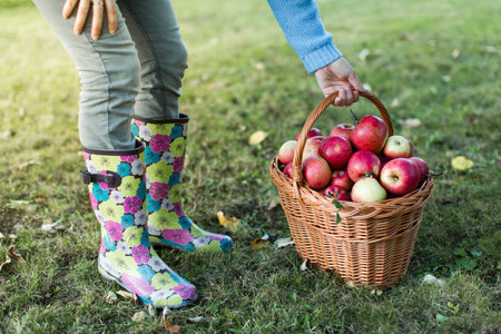 Close up of woman waist down picking up basket full of applesの写真素材