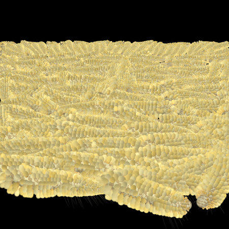 Decorative wallpaper made from corn cobs