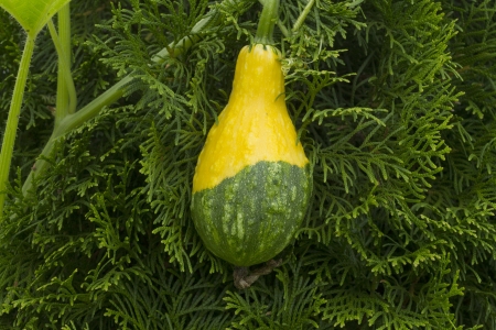 Original unusual pumpkin from the gardenの写真素材