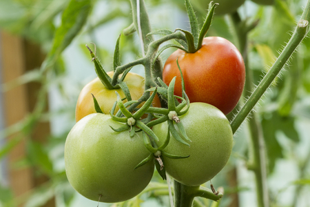 Natural tomatoes in the greenhouseの写真素材