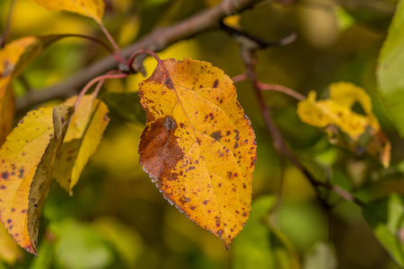 The explosion of autumn tree