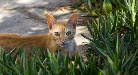 Cat in city Pals, Spainの写真素材