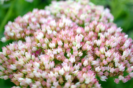 Delicate floral bush