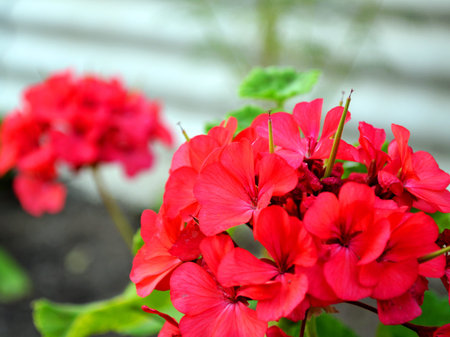 Beautiful red flowers