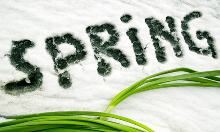 The inscription SPRING written by a finger on the snow next to a green plantsの写真素材