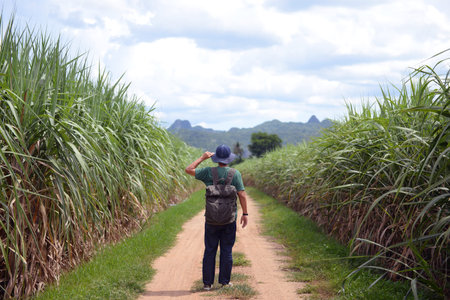 A vintage man backpacker is walking for travel in the country road jungle side summer time in...