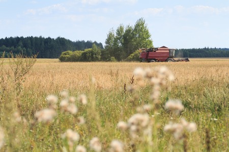 Combine machine harvesting corn on gold fieldの写真素材