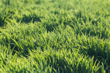 background of fresh spring green grass in sunlightの写真素材