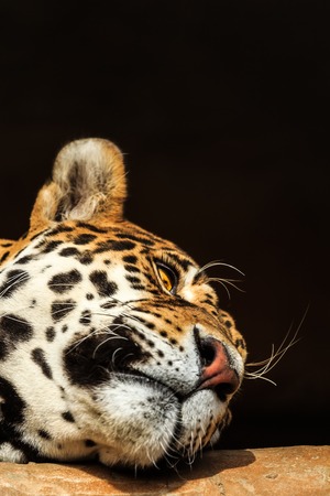 Closeup portrait of jaguar or Panthera onca a predator from Amazon jungle in South Americaの写真素材