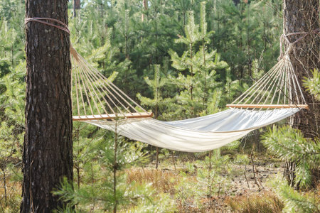 fabric hammock strung between two pines in forestの写真素材