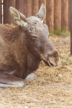 Eurasian elk restingon the ground in zoo