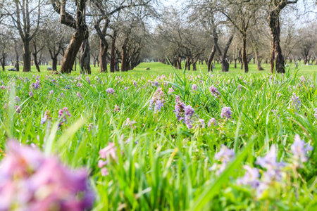 Spring landscape of apple-trees garden with wildflowersの写真素材