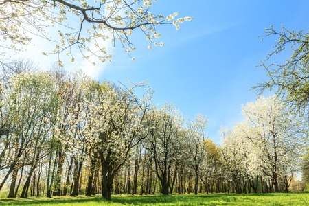 Blossoming fruit tree orchard in a spring arboretumの写真素材