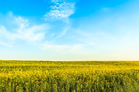 Canola or rapeseed yellow field on blue sky backgroundの写真素材