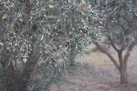 Background of olive tree branches with ripening fruitsの写真素材