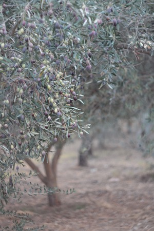 Background of evergreen olive trees with ripening fruitsの写真素材