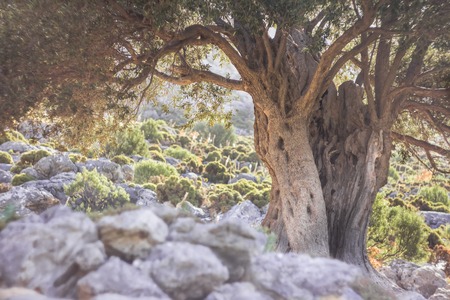 Centuries old evergreen olive tree at sunny rocky landscape backgroundの写真素材