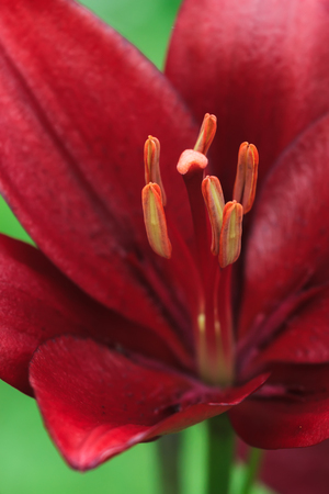 Red lily bright flower a macro shotの写真素材