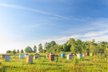 A rural bee-garden with several wooden hivesの写真素材