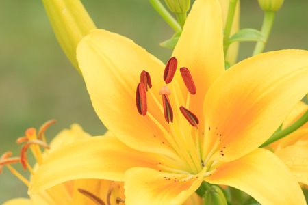 Yellow vivid lily flower a macro shotの写真素材