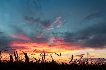 Cereal ears of rye field at background of crimson sunset cloudy dramatic skyの写真素材