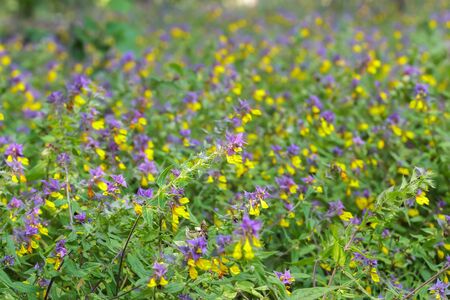 Melampyrum nemorosum flowering plants midsummer floral backgroundの写真素材