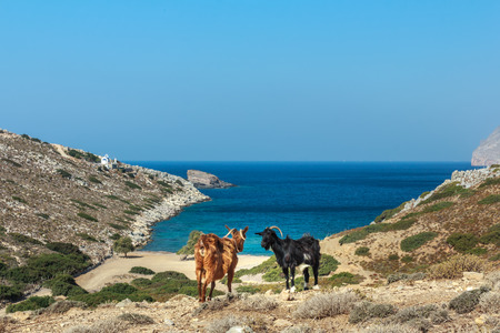 Domestic black and red goats are standing at dryland pasture and blue sea background on Kalymnos island Alexi beach in Greeceの写真素材