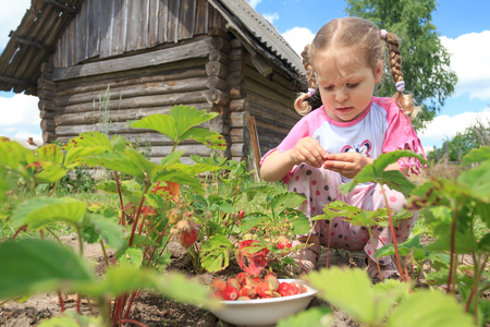 Preschooler blonde girl is gathering home-grown garden strawberries on outdoor garden bedの写真素材