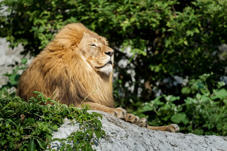 Noble adult male lion is resting on stone rock at green bushes background
