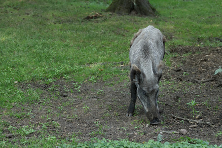 Wild boar or Sus scrofa is digging soil for food in summer forestの写真素材